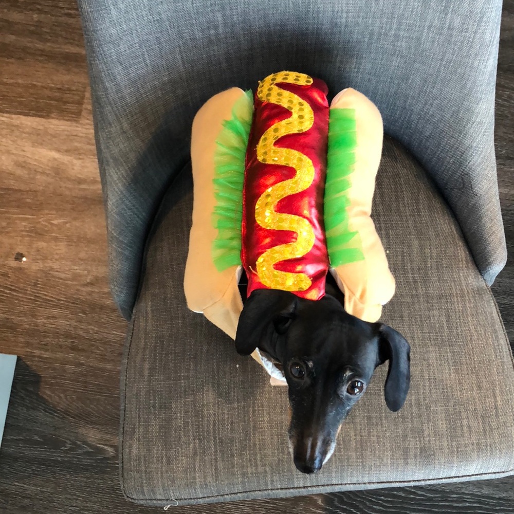 Hotdog costume for dogs
